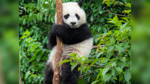 If most of your answers are B: Panda
