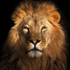 Article image for: Who is your spirit animal?