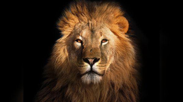 Who is your spirit animal?
