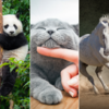 Article image for: Who is your spirit animal?