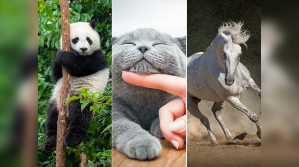 Who is your spirit animal?