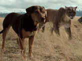 A Dog`s Way Home