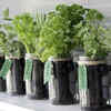 Treat herbs like a bouquet