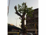 ​How commissioner will conserve Mumbai's green cover?