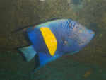 Halfmoon angelfish
