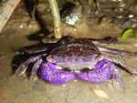 Purple climber crab