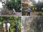 ​Heavy downpour uproots trees
