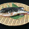 Fugu