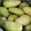Potato