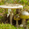 Mushrooms