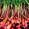 Rhubarb