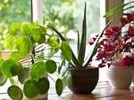 Add some plants to your house
