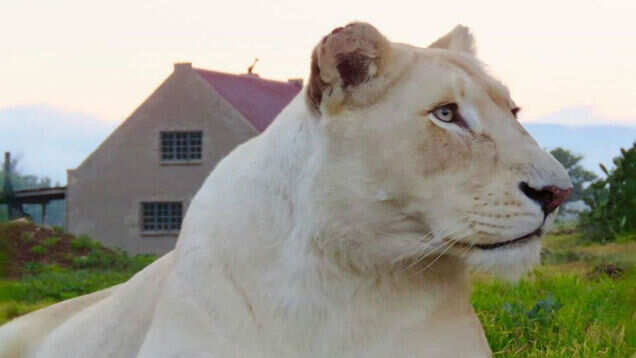 This Lion House in South Africa lets you stay amidst wild lions!
