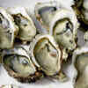 Oysters