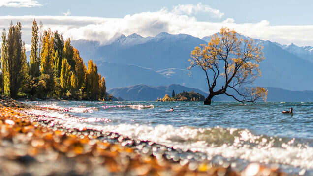 The lone tree of Wanaka Lake&mdash;in pursuit of the perfect picture