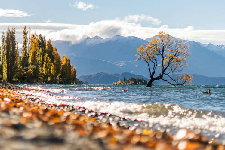 The lone tree of Wanaka Lake—in pursuit of the perfect picture | Times ...