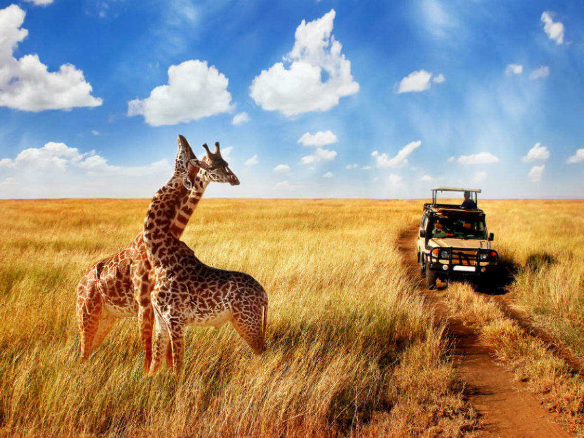 Africa safari itinerary | Times of India Travel