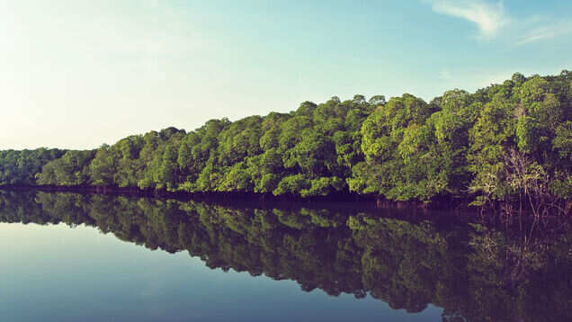 Mangrove forests in India&mdash;wild and untamed