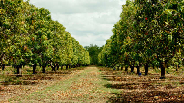 Delhi is gearing up to host the much-awaited 31st Mango Festival
