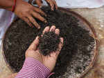 Tea farming