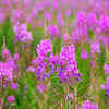 Lesser known plants and flowers that you didn’t know you could eat