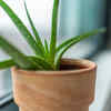 Article image for: Air-purifying plant