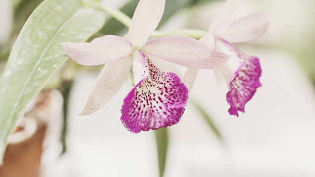 Shillong gets an ultra-modern orchidarium to boost eco-tourism in the region