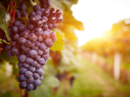 Read this to know why grapes are good for your health!