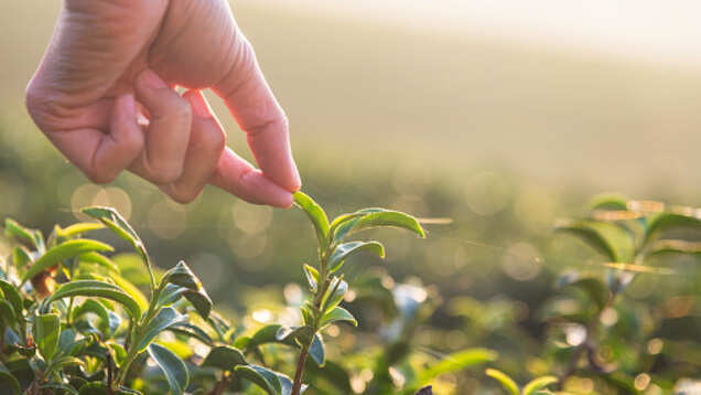 Assam gets a premium tea lounge to introduce you to different shades of tea