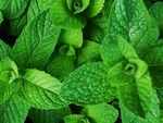 Mint Leaves