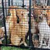 shivaji nagar dog market