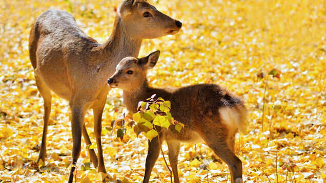 Nara Park in Japan reports nine deer deaths in four months, thanks to plastic littering