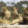 A pride of lions