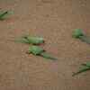 ​ A pandemonium of parrots
