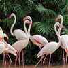 ​ A flamboyance of flamingos