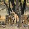 ​ An ambush of tigers
