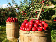 Study finds the REAL reason why eating an apple a day is good for your health