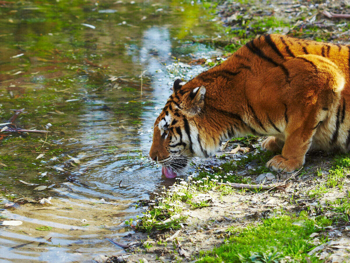 Sundarban Tourism