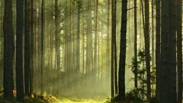 This forest tells nature&rsquo;s tales and you must listen