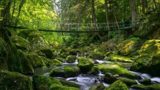 This forest tells nature&rsquo;s tales and you must listen