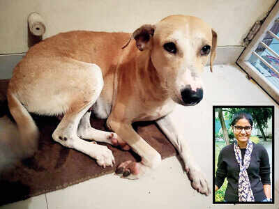 2 Incidents Of Animal Abuse Brutality In City