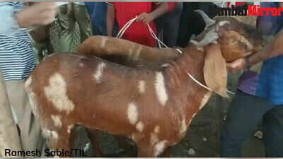 Eid al-Adha 2019: Visuals from the Bakri Adda Byculla, Mumbai - Video |  Mumbai Mirror