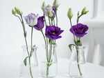 Helps to keep your flowers fresh