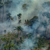 The lungs of the Earth