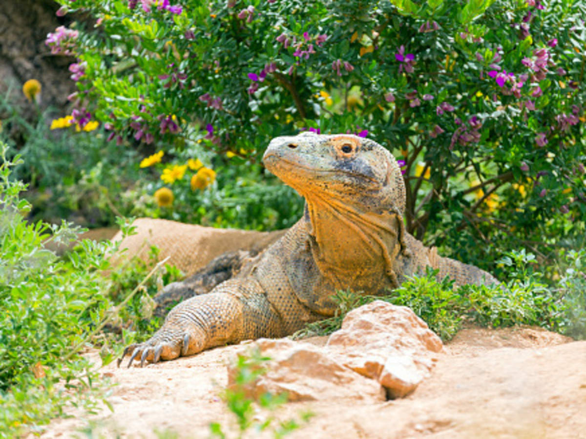 Indonesia S Komodo Island To Shut Down For Tourists From 2020 Times Of India Travel