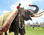 Dasara elephants reach Mysore Palace