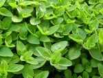 Find out why marjoram has many healing benefits