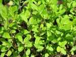 May have antimicrobial activity