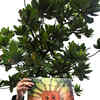 Article image for: Angry Mumbaikars take to streets against slashing of <i class="tbold">aarey forest</i> trees