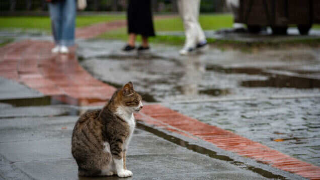 Houtong Cat Village in Taiwan is a meadow of meows!